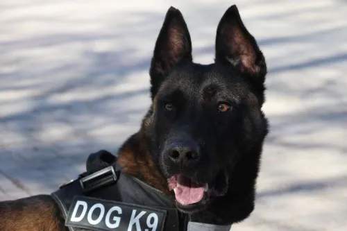 Malinois charbonnier 