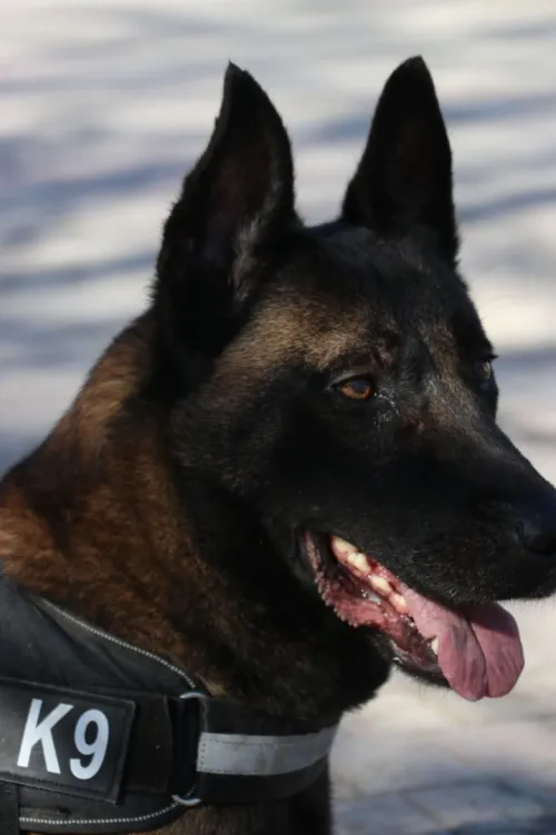 Malinois charbonnier 