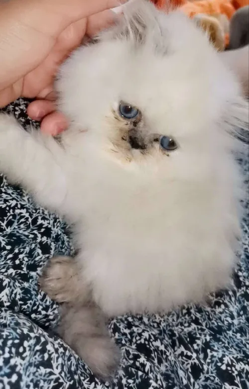 Person doll face 