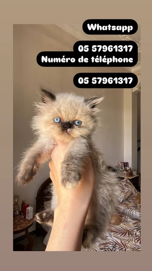 Chat persan قط بيرسون Peaky Face moon face