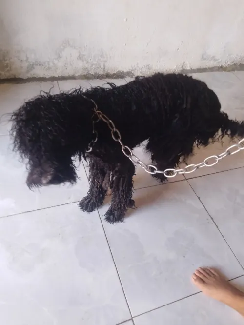 Caniche 