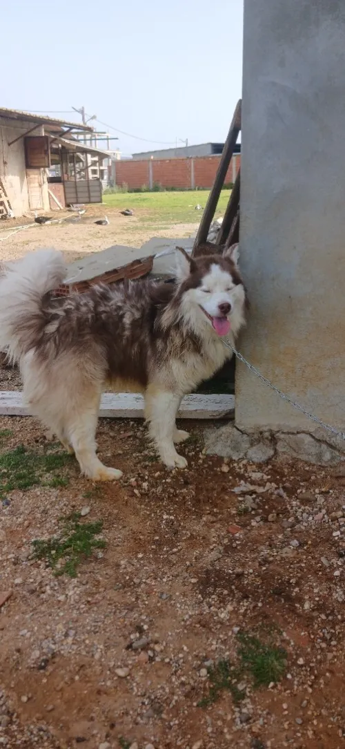 Mal husky sibérien