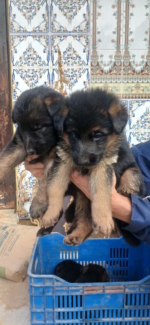 Chiot femelle berger allemand