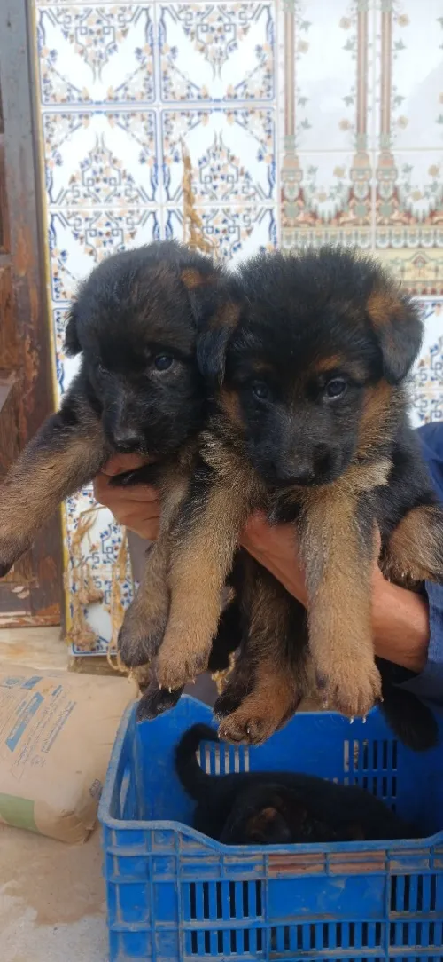 Chiot femelle berger allemand