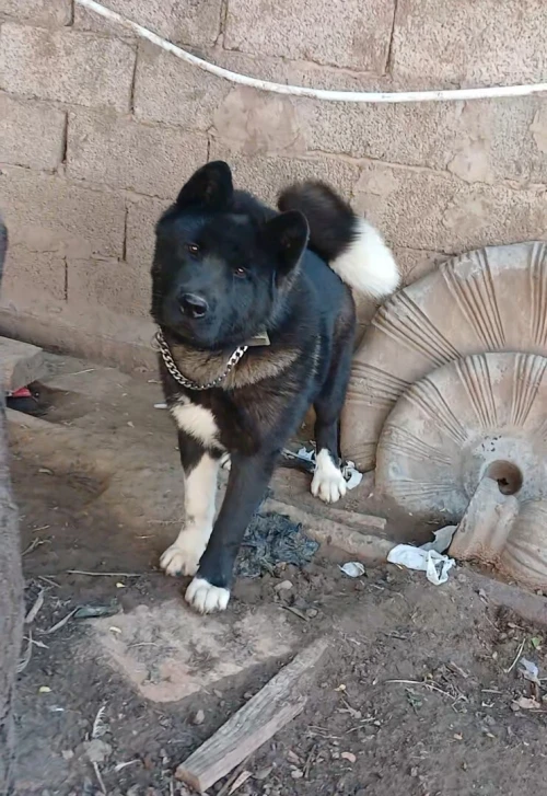 Akita américain