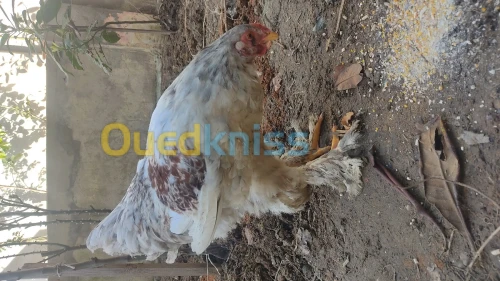 vente des oeufs brahma et coq سرادك براهما 
