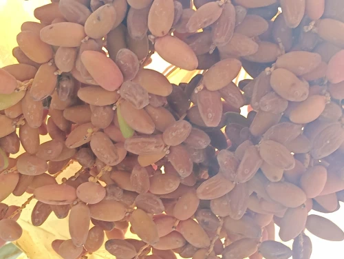 Vente Terrain Agricole Biskra El ghrous