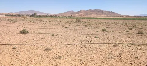 Vente Terrain Naâma Sfissifa