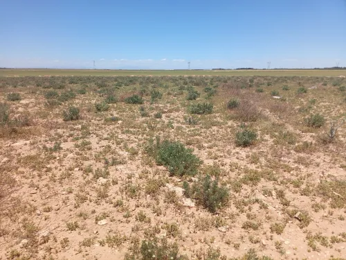 Vente Terrain Tiaret Ksar chellala