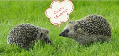 Vends couple hérissons