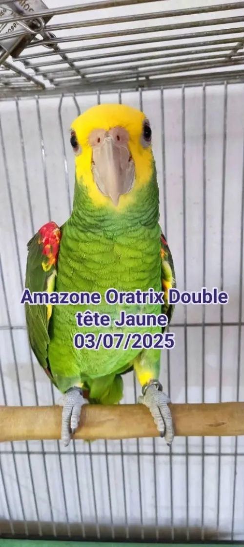 Perroquet oratrix double tête Jaune