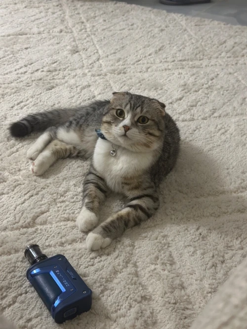 Chat male coupleur scottish fold pure race