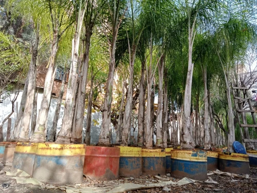 أشجار الكوكوز cocos arbres palmier
