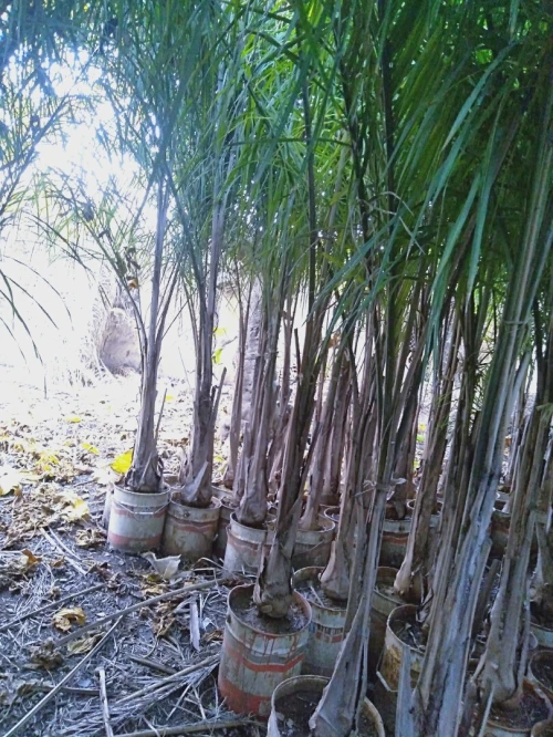 أشجار الكوكوز cocos arbres palmier