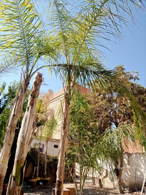 أشجار الكوكوز cocos arbres palmier