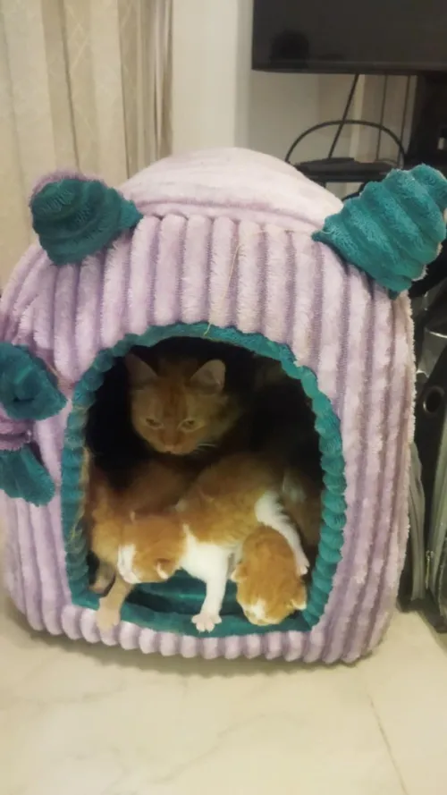 Chat person  avec ses trois chatons