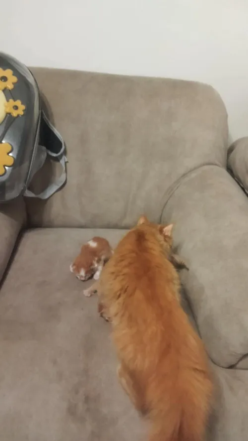 Chat person  avec ses trois chatons
