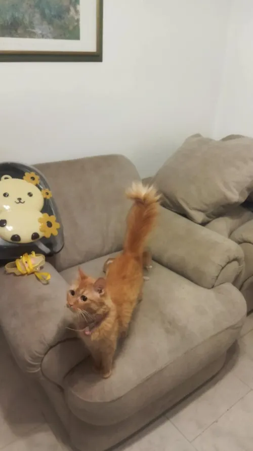 Chat person  avec ses trois chatons