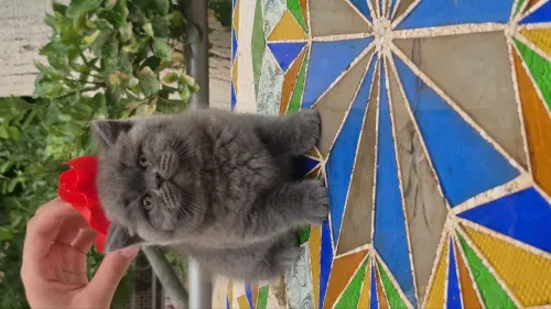Brittish shorthair 