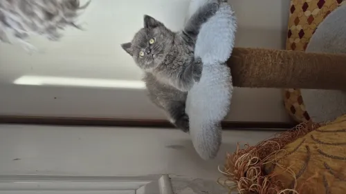 Brittish shorthair 