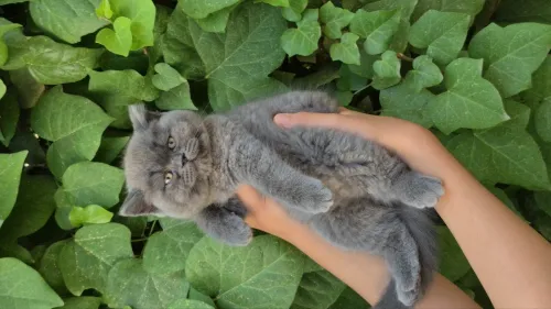 Brittish shorthair 