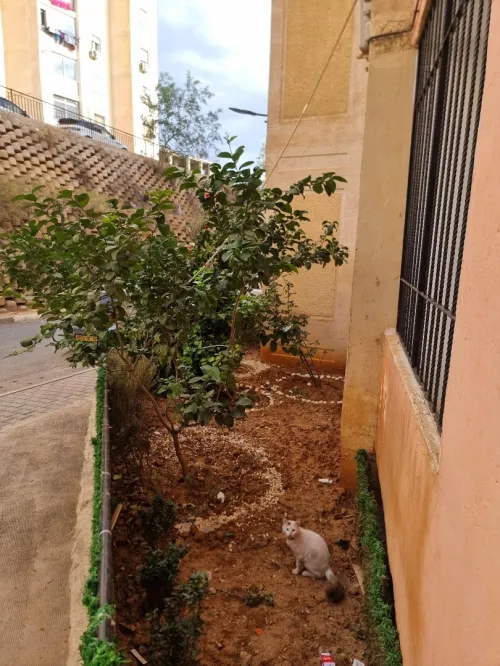 Vente Appartement F3 Alger Birkhadem