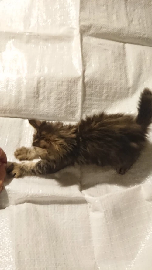 Chaton femelle bobtail américain