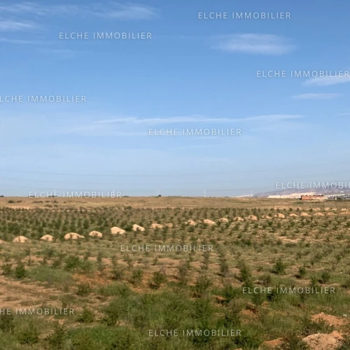 Vente Terrain Oran El Kerma
