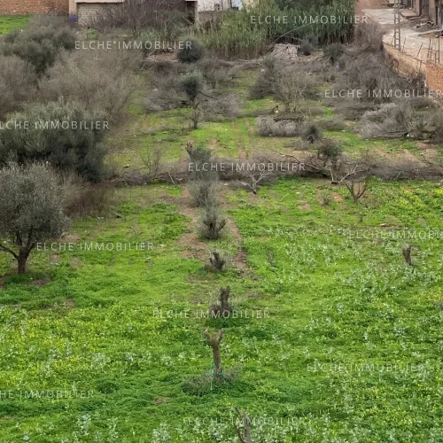 Vente Terrain Oran Hassi bounif
