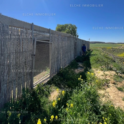 Vente Terrain Agricole Oran Ain el kerma