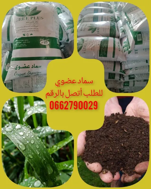 قسنطينة 