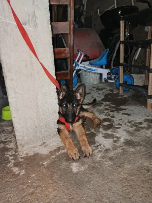 BARGI