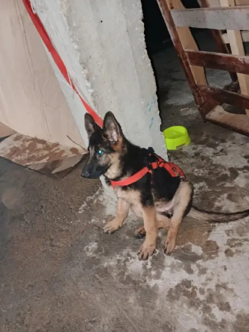 BARGI
