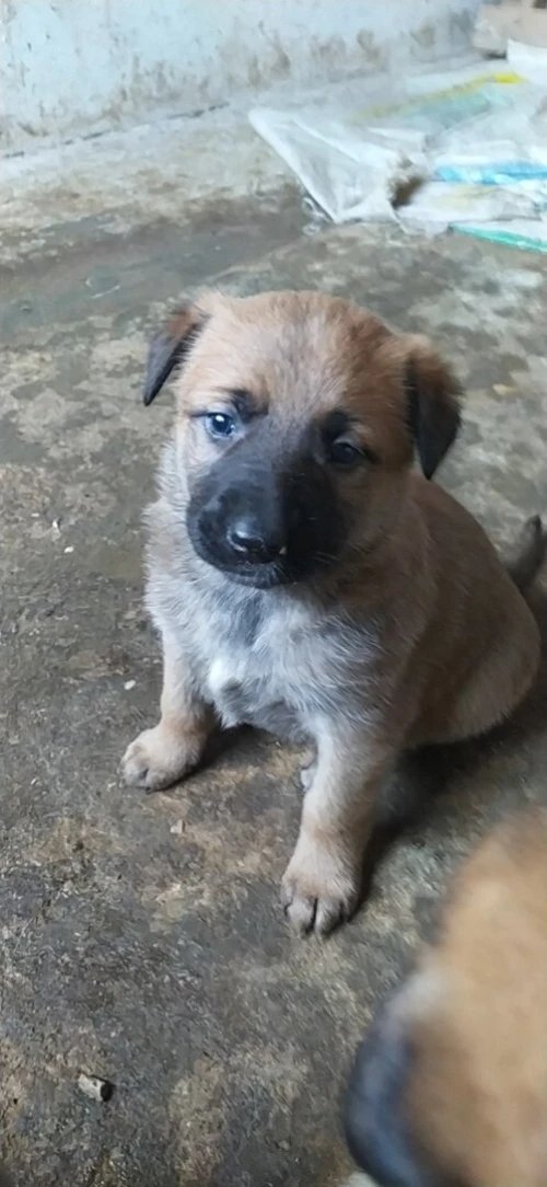Chiots malinois