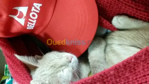 sécateur à 2 mains bellota 