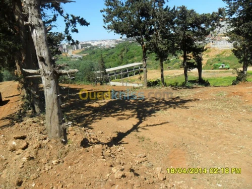 Vente Terrain Alger Saoula
