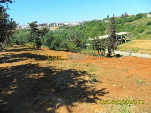 Vente Terrain Alger Saoula