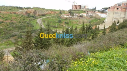Vente Terrain Alger Beni messous