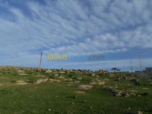 Vente Terrain Tiaret Guertoufa