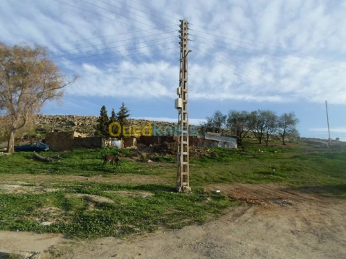 Vente Terrain Tiaret Guertoufa
