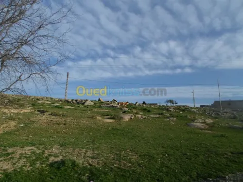 Vente Terrain Tiaret Guertoufa