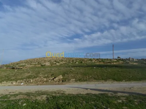 Vente Terrain Tiaret Guertoufa