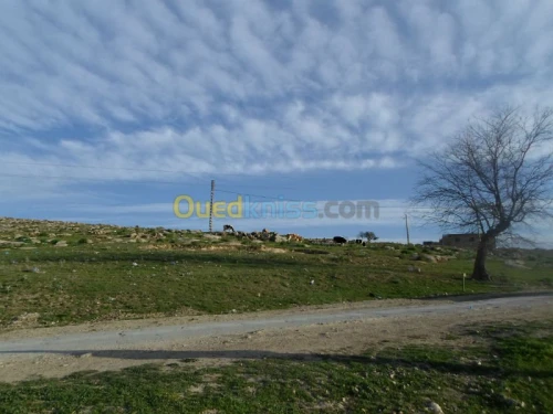 Vente Terrain Tiaret Guertoufa