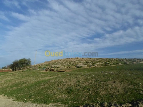 Vente Terrain Tiaret Guertoufa