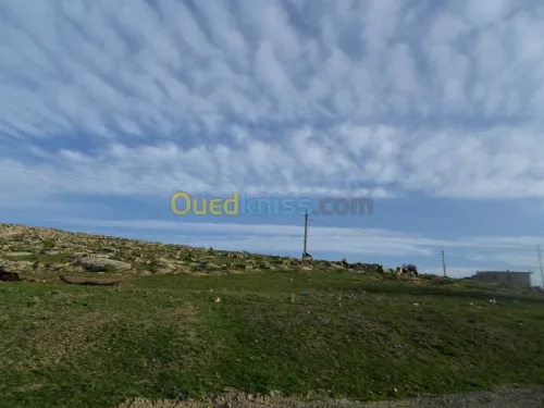 Vente Terrain Tiaret Guertoufa