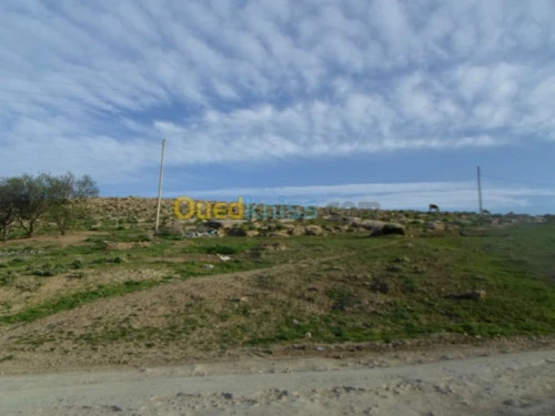 Vente Terrain Tiaret Guertoufa