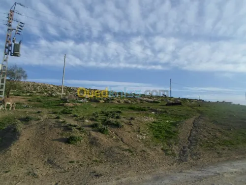 Vente Terrain Tiaret Guertoufa