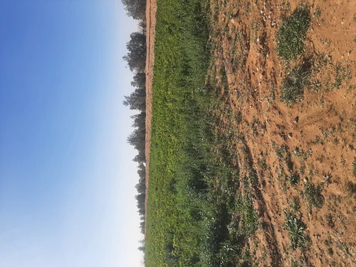 Vente Terrain Agricole Naama Ain ben khelil