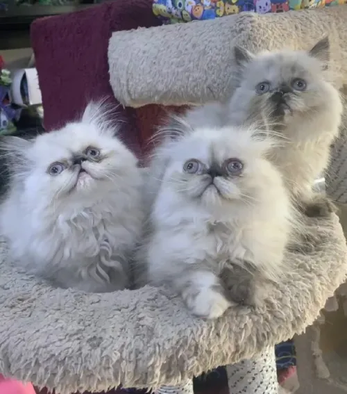 Persan himalayen peke face 