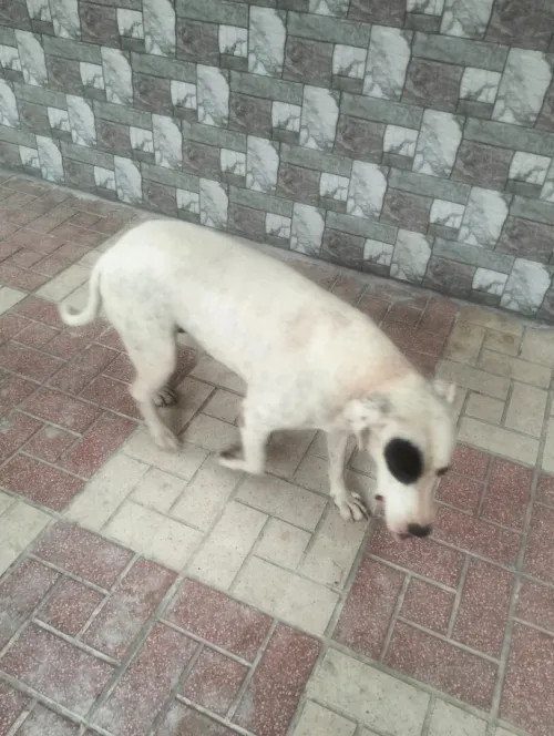 Dog argentine 